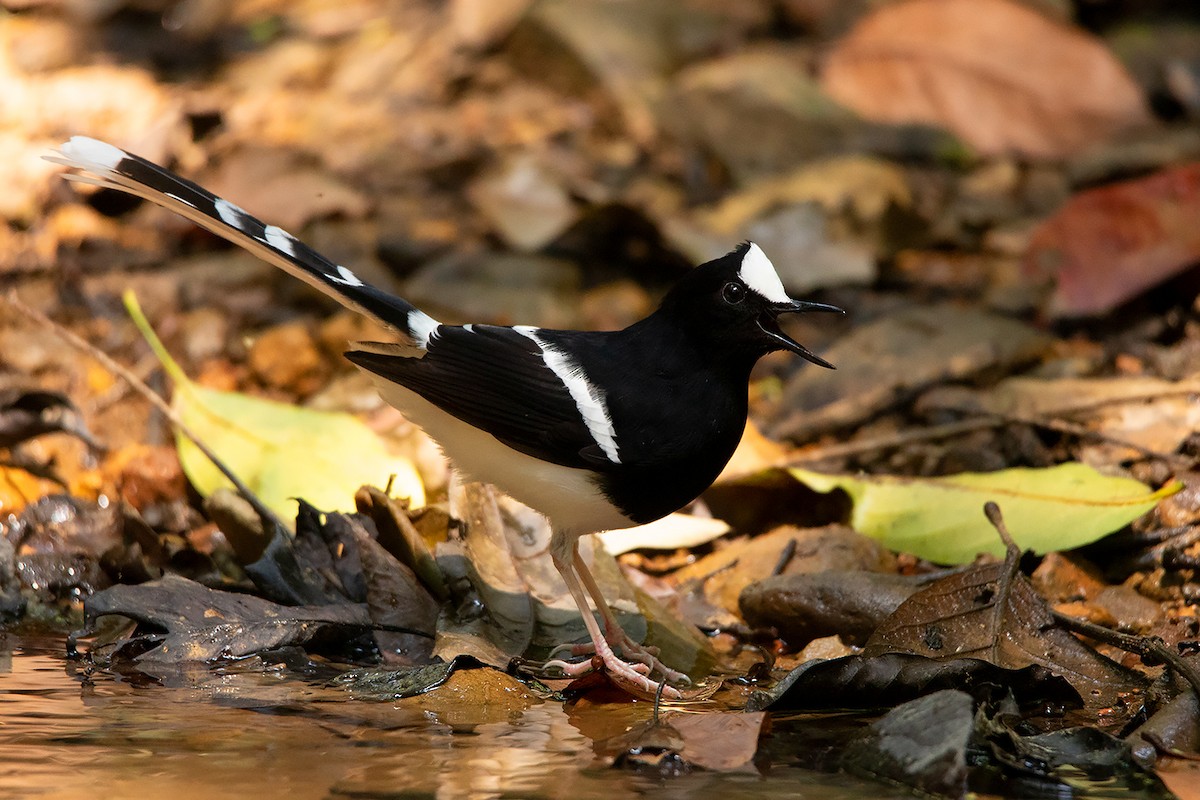 White-crowned Forktail (Northern) - Ayuwat Jearwattanakanok