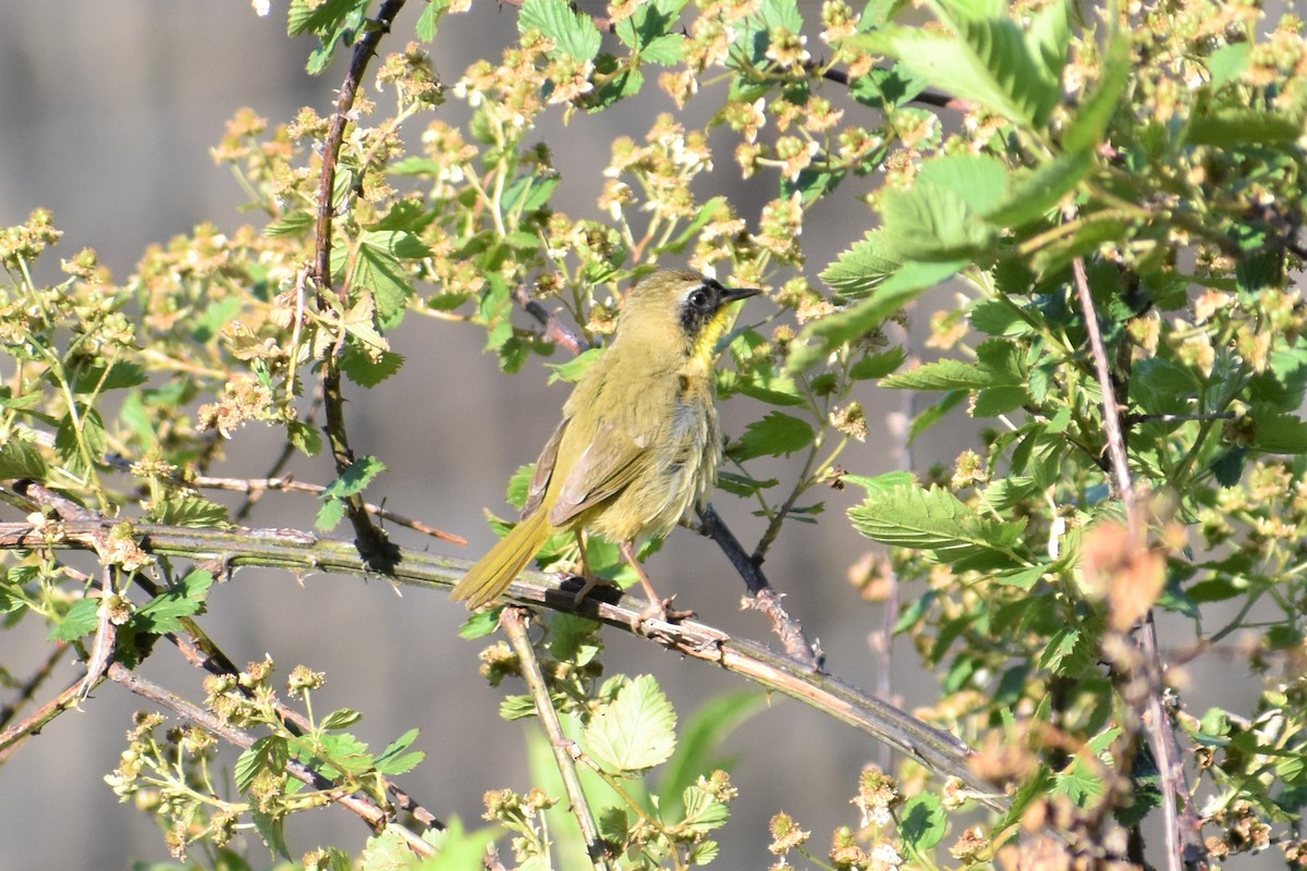 Common Yellowthroat - ML233783091