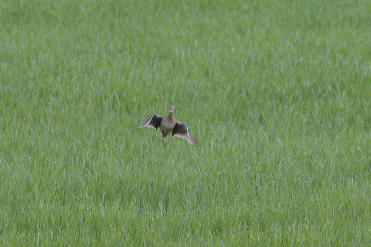 Upland Sandpiper - Sean Williams