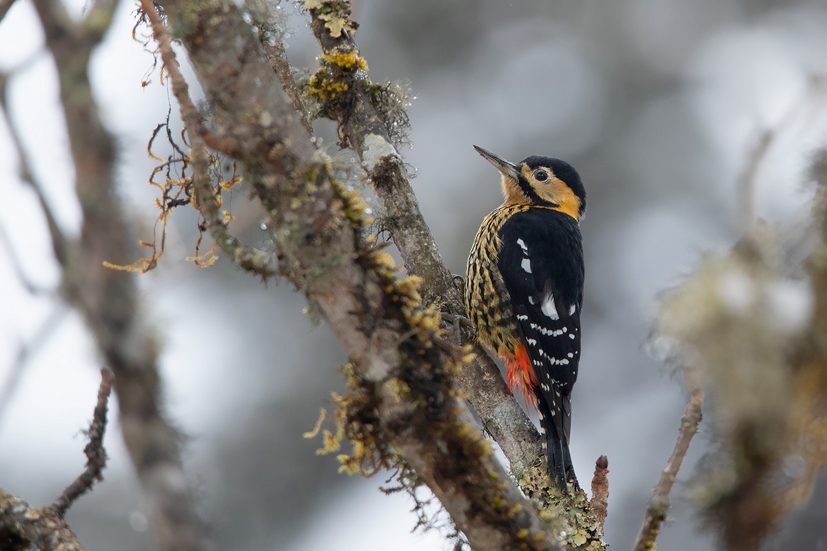 Darjeeling Woodpecker - ML233784191