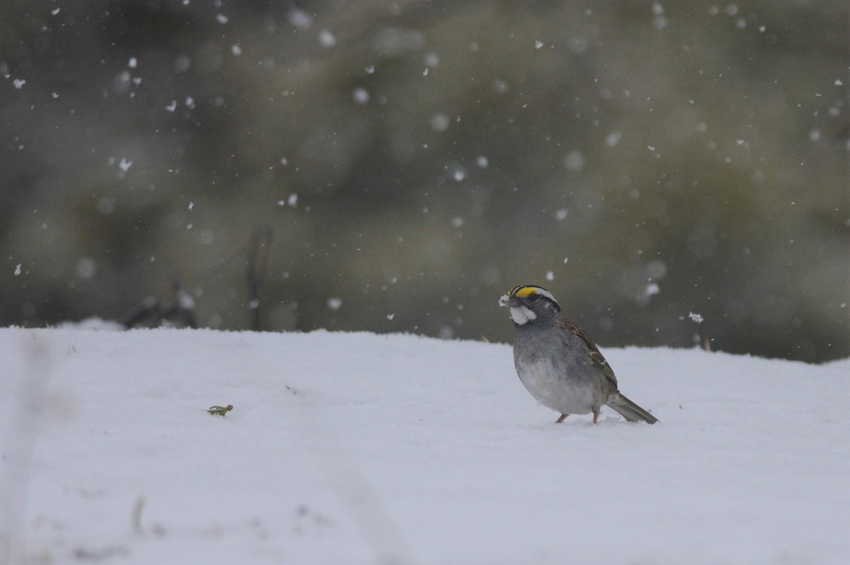 White-throated Sparrow - ML233784281