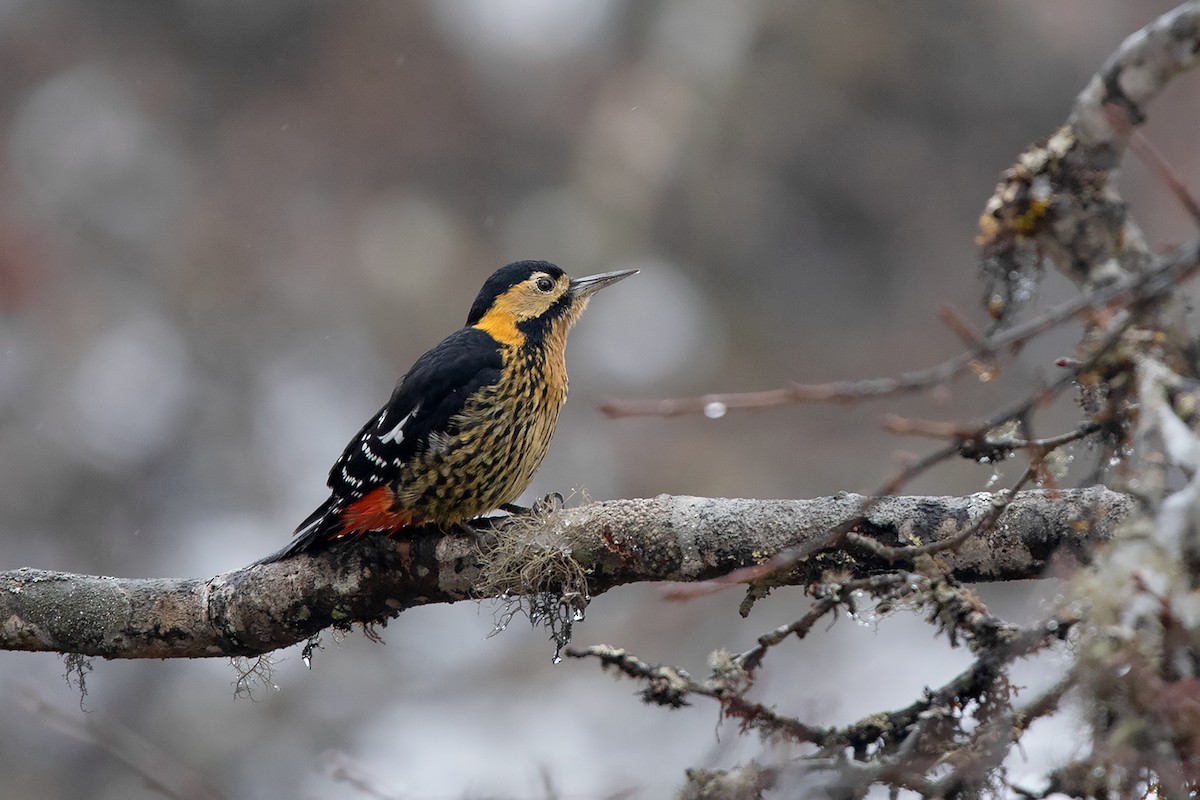 Darjeeling Woodpecker - ML233784361