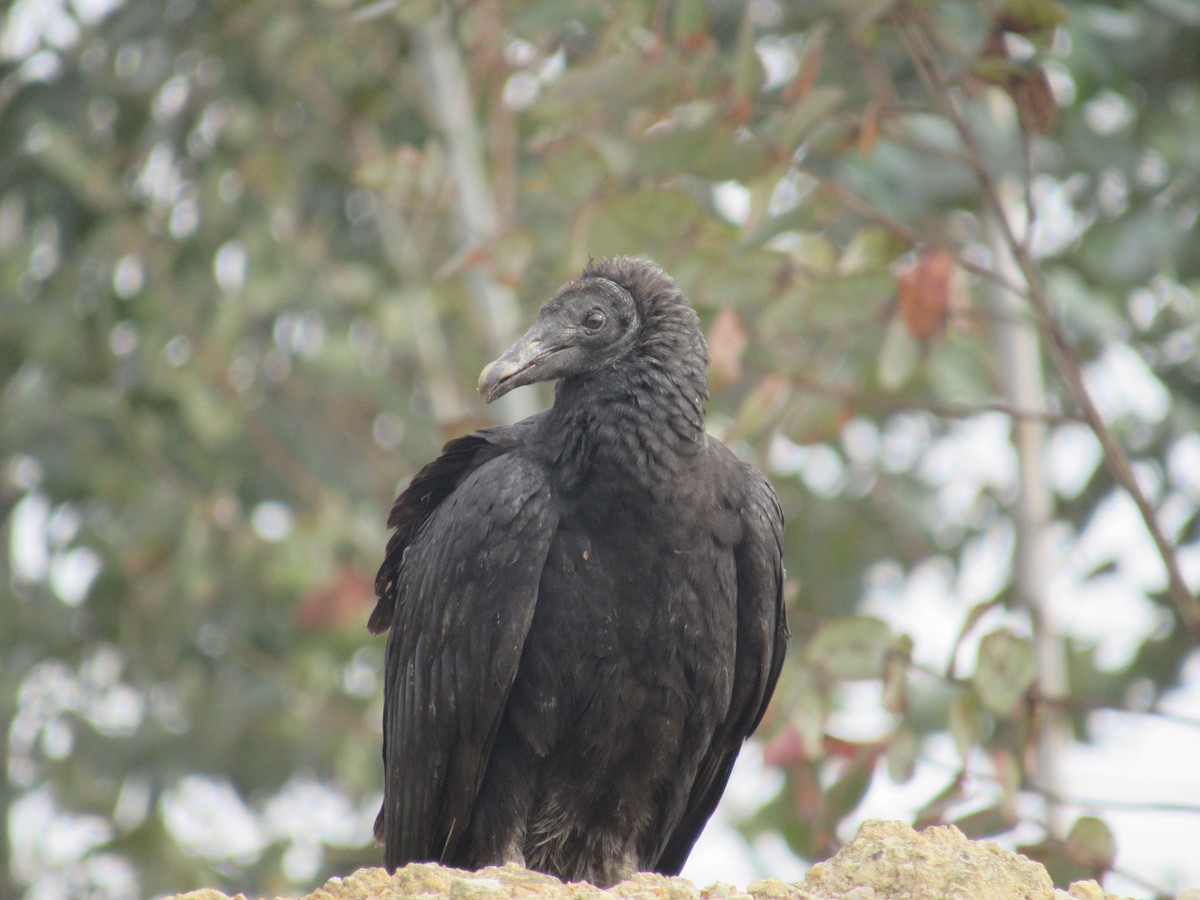 Black Vulture - Angie Gómez Pérez