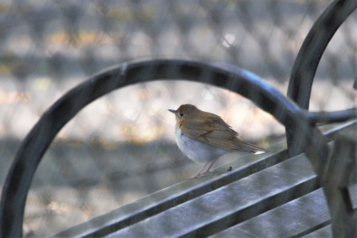Veery - ML233784871