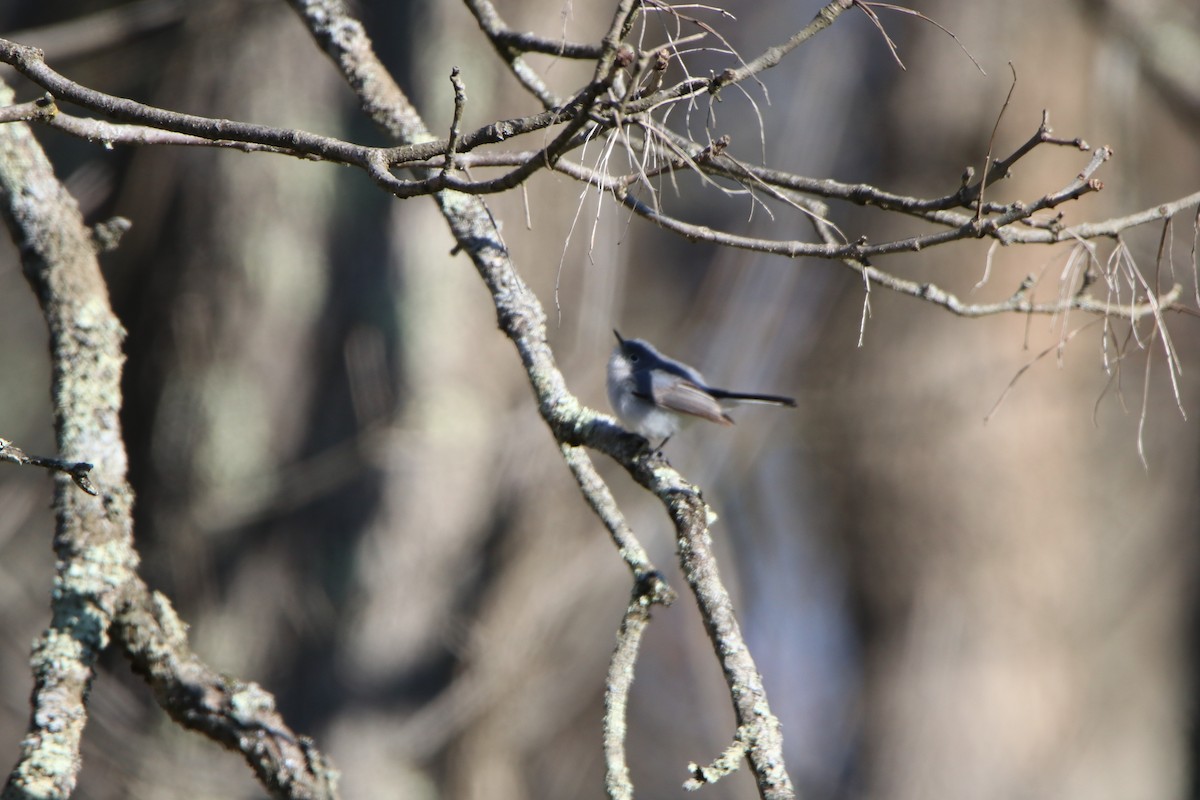 Blue-gray Gnatcatcher - ML233785711