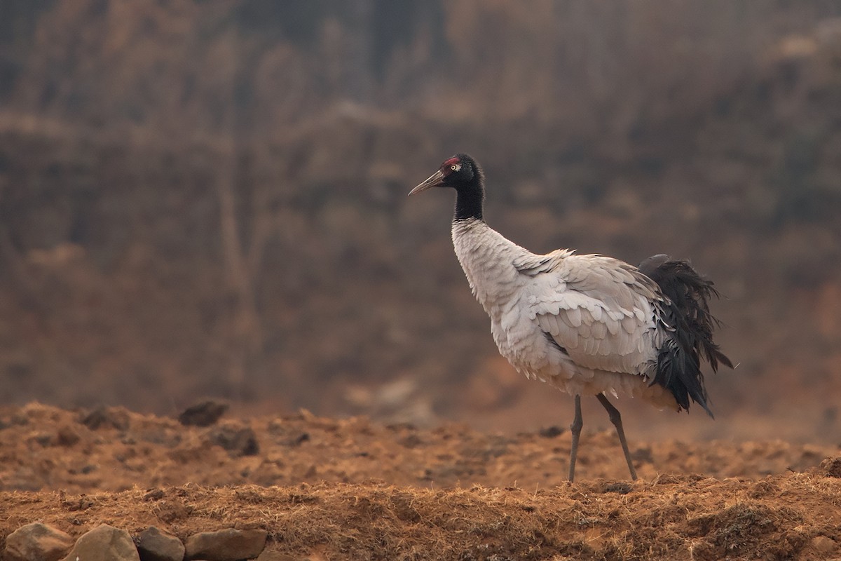 Black-necked Crane - Ayuwat Jearwattanakanok