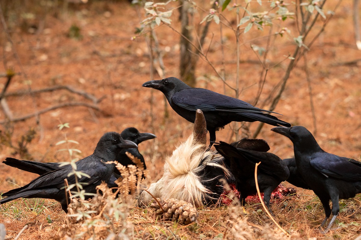 Large-billed Crow - ML233788281