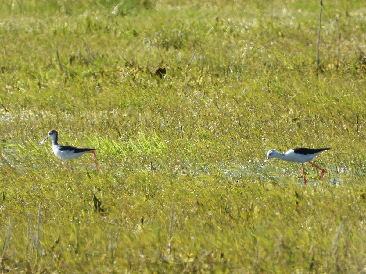 Black-winged Stilt - ML233788531