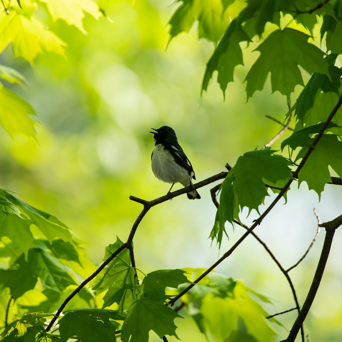 Black-throated Blue Warbler - ML233788701