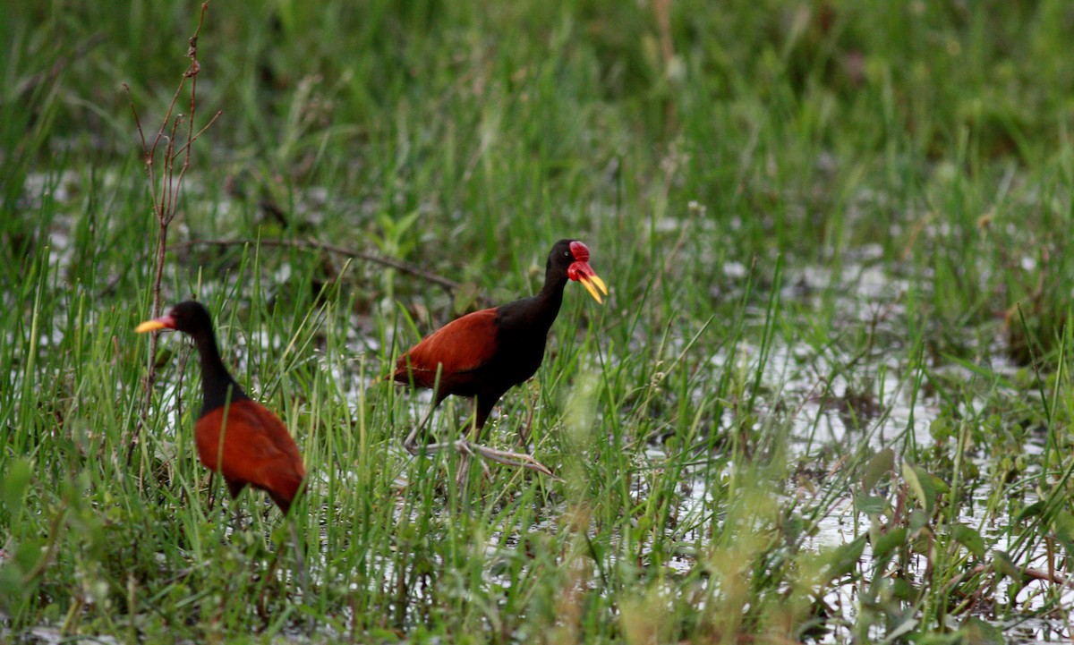 Wattled Jacana (Chestnut-backed) - Jay McGowan