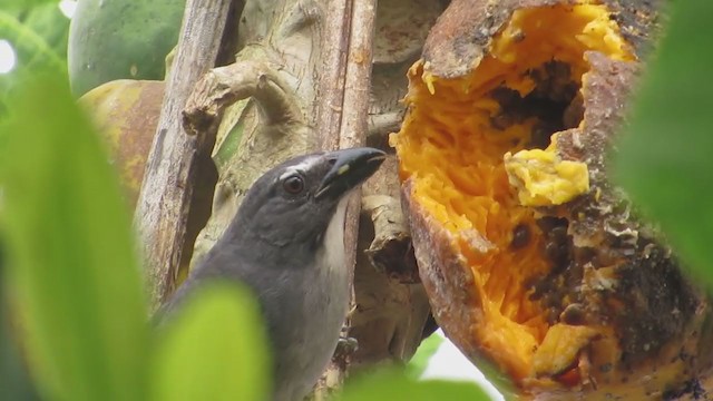 Pepitero Grisáceo del Amazonas - ML233789401