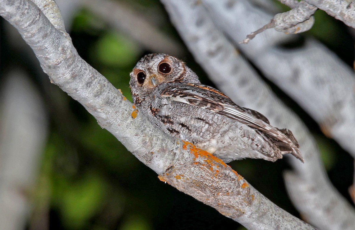 Flammulated Owl - ML233790391