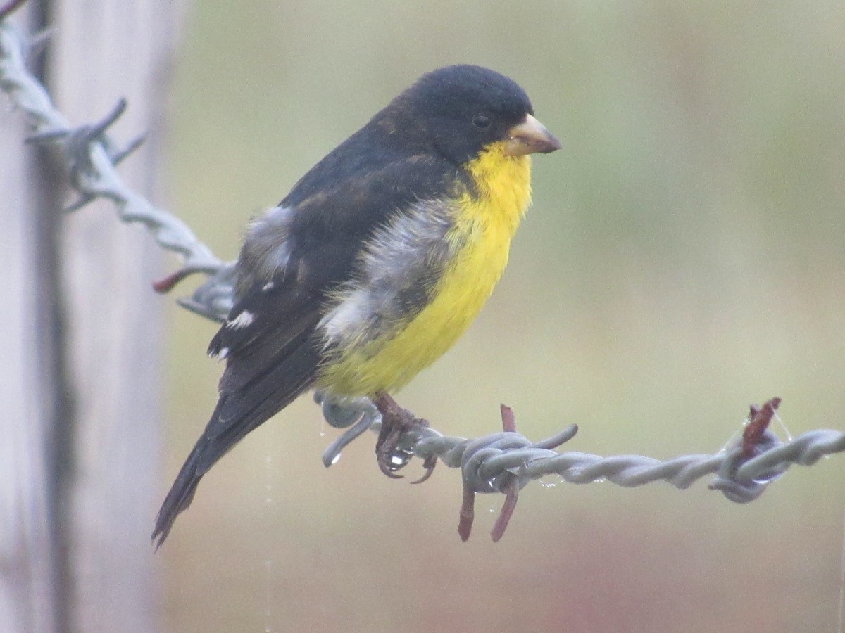 čížek mexický - ML233791211