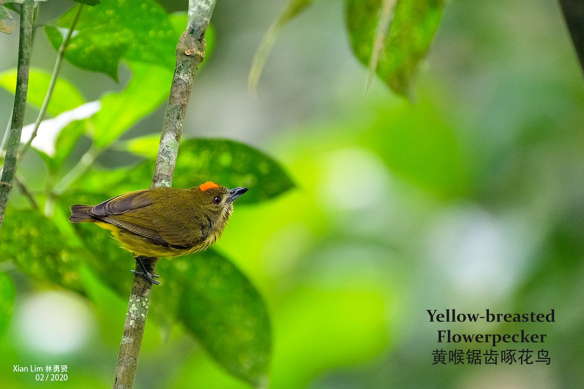 Yellow-breasted Flowerpecker - Lim Ying Hien