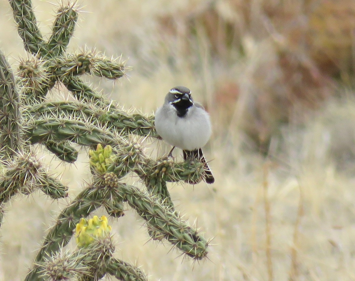 Black-throated Sparrow - David Dowell