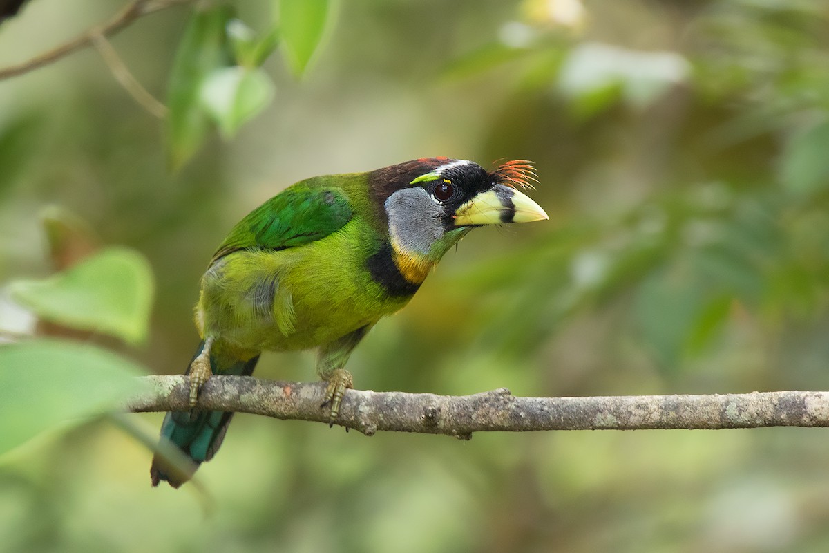 Fire-tufted Barbet - Ayuwat Jearwattanakanok