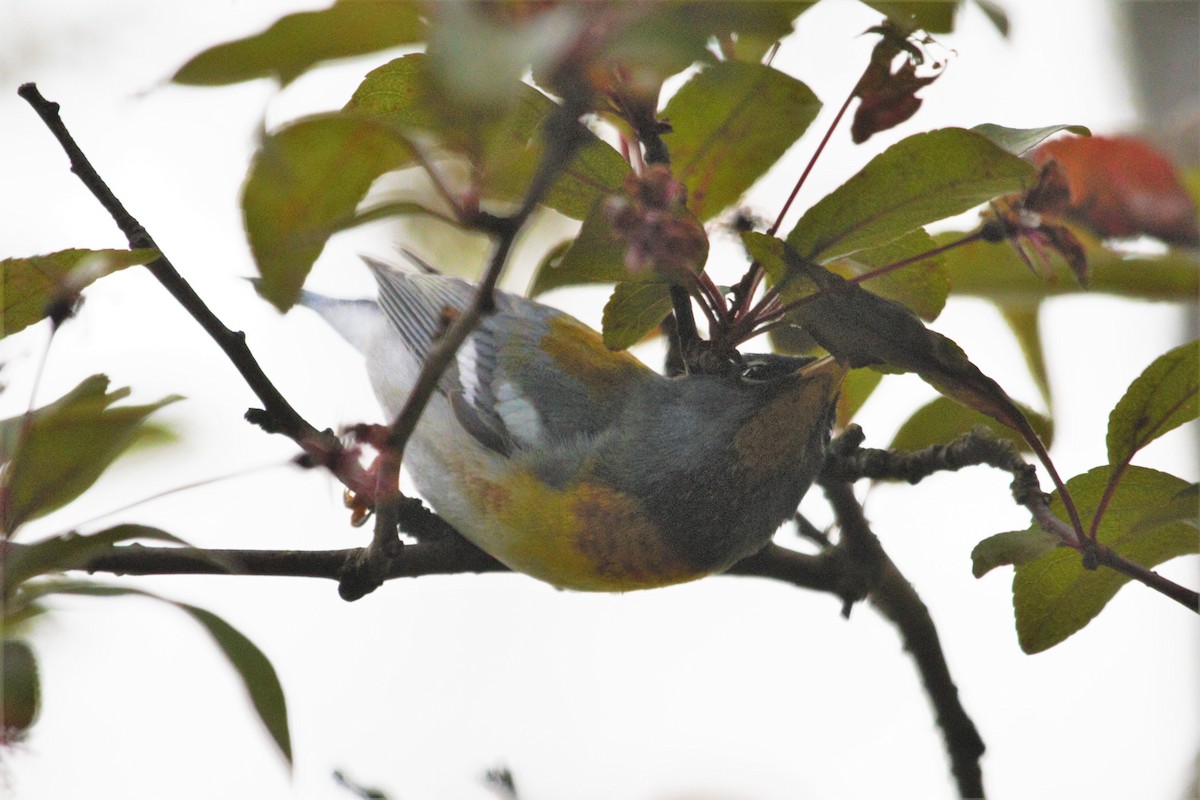 Northern Parula - ML233793281