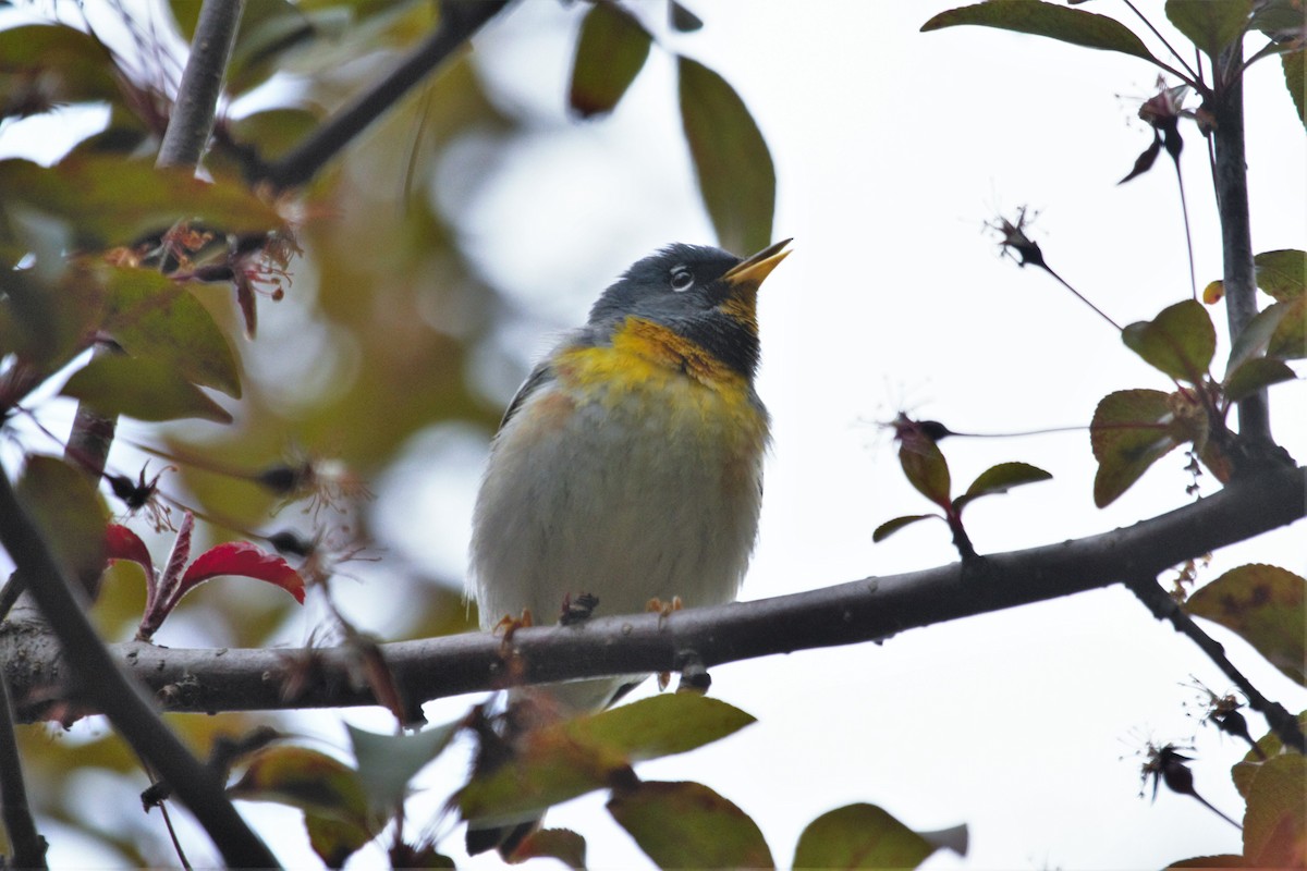 Northern Parula - ML233793301
