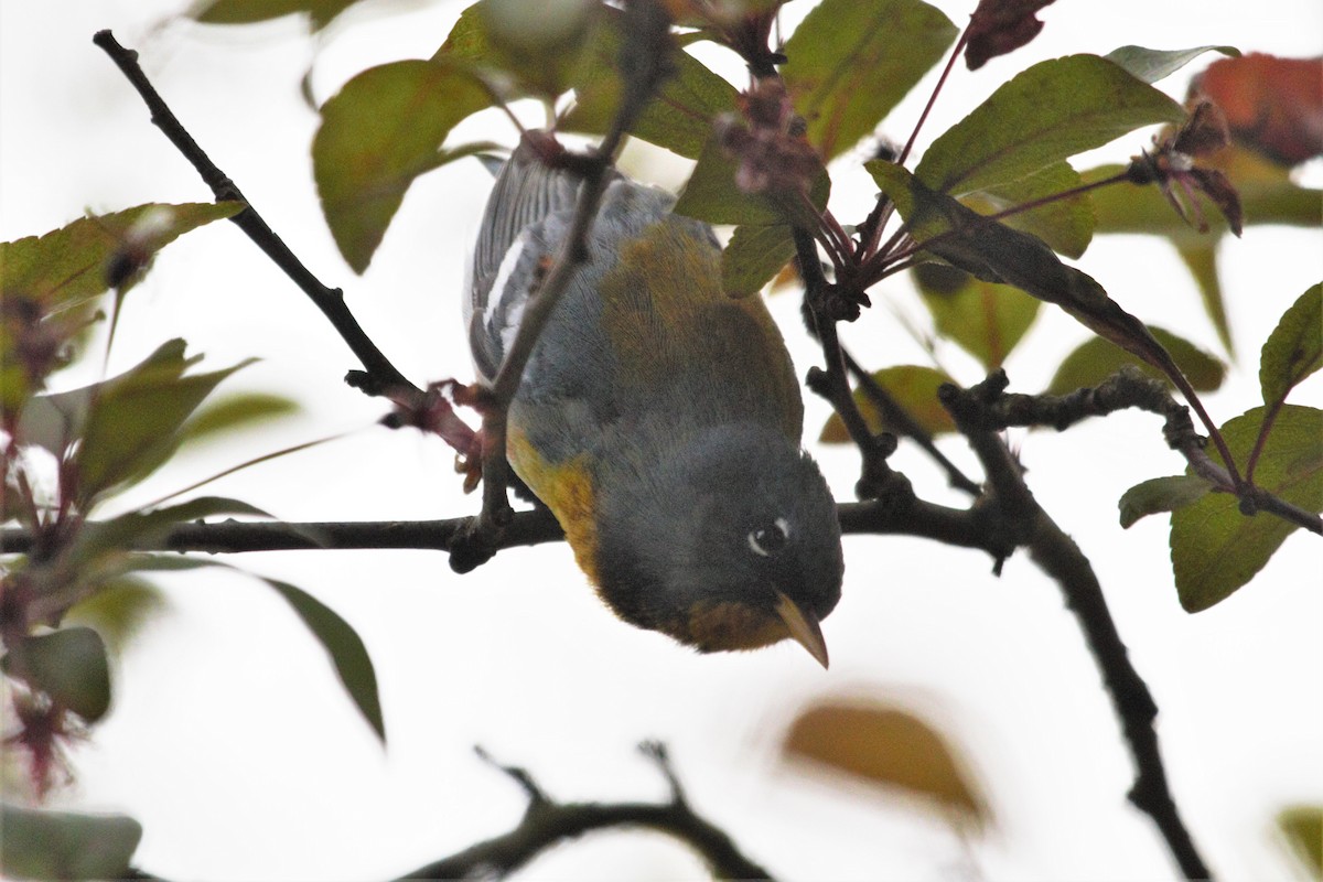Northern Parula - ML233793311