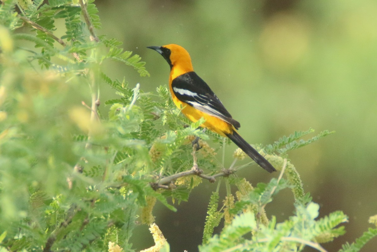 Hooded Oriole - Ken Oeser