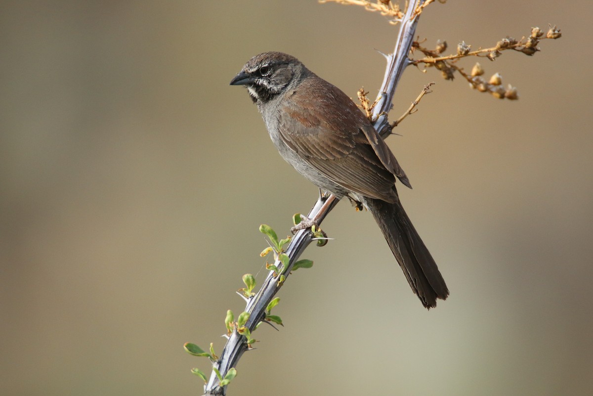 Five-striped Sparrow - ML233793891