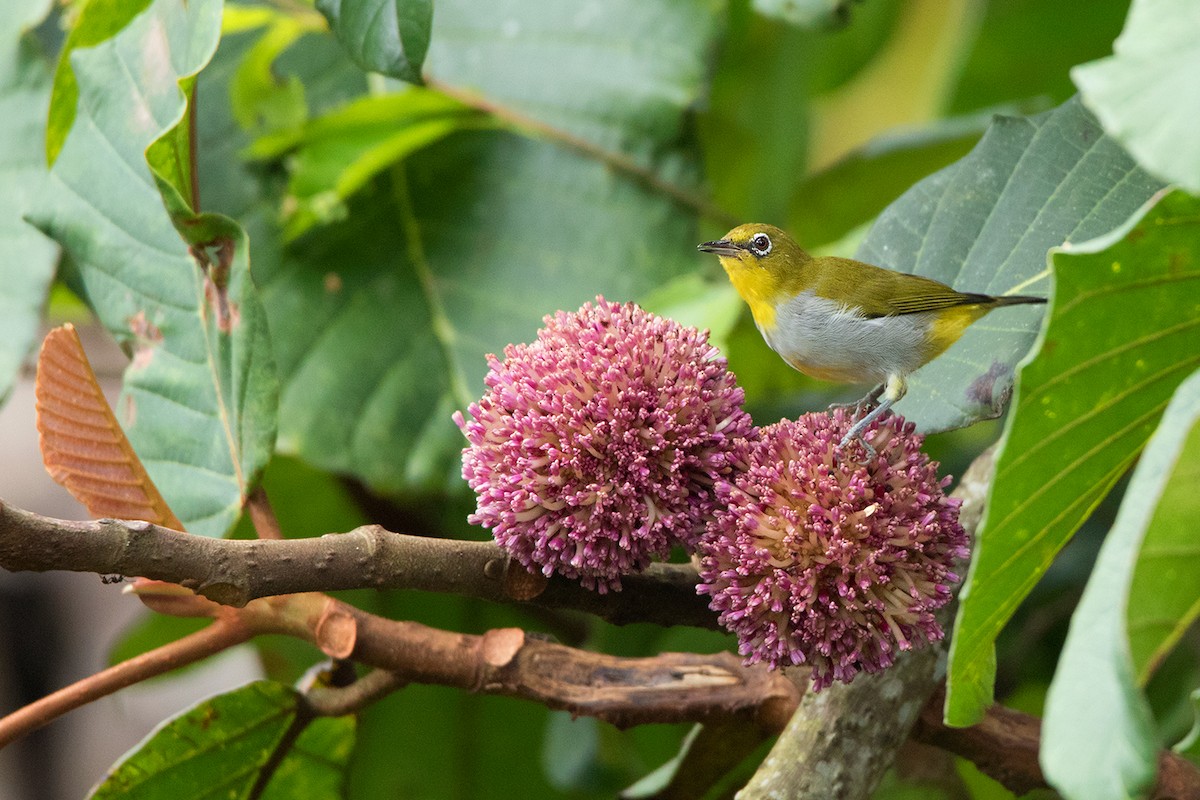 Hume's White-eye - ML233794201