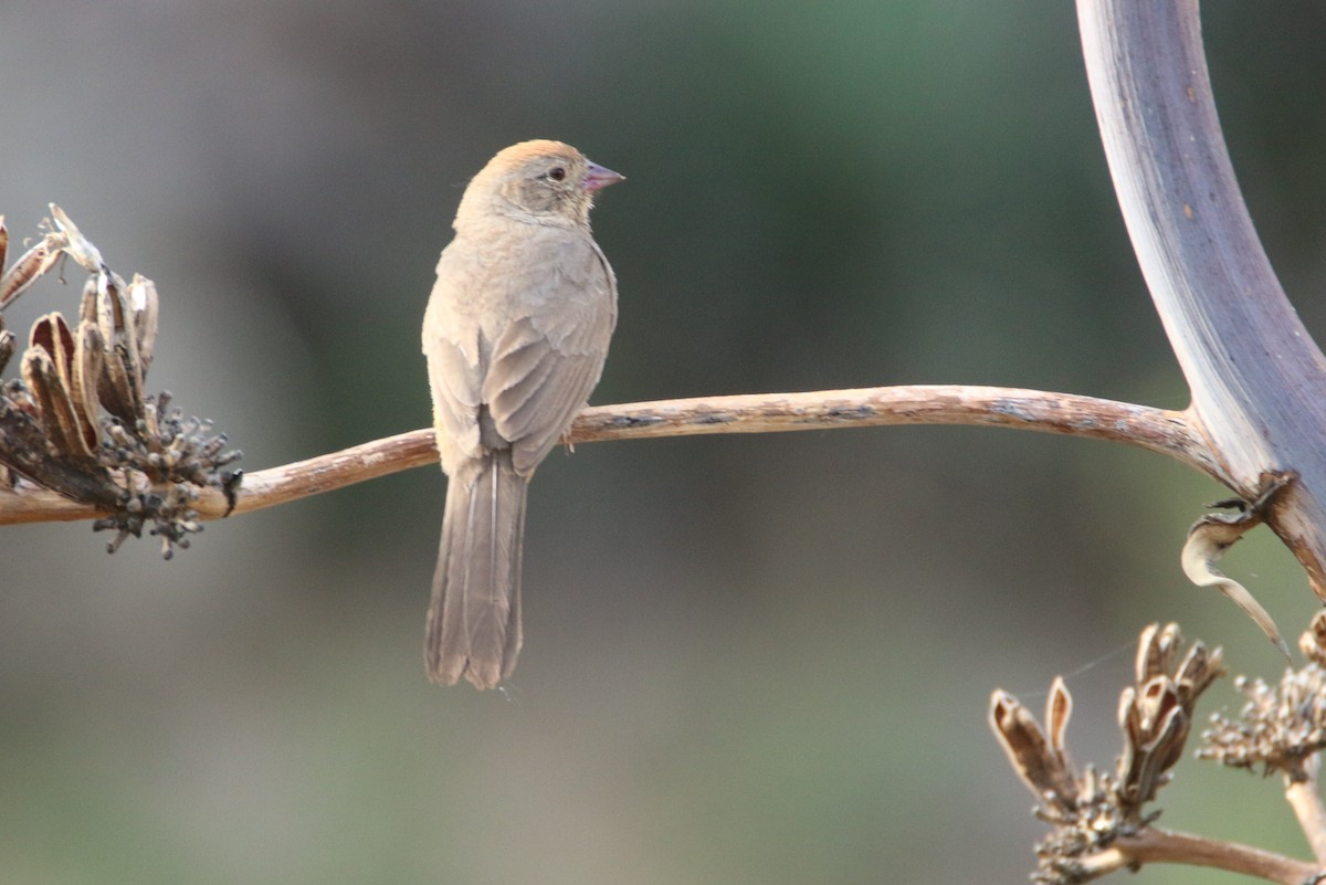 Canyon Towhee - Ken Oeser