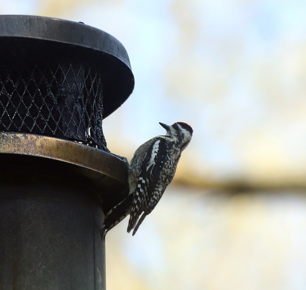 Yellow-bellied Sapsucker - ML233794631