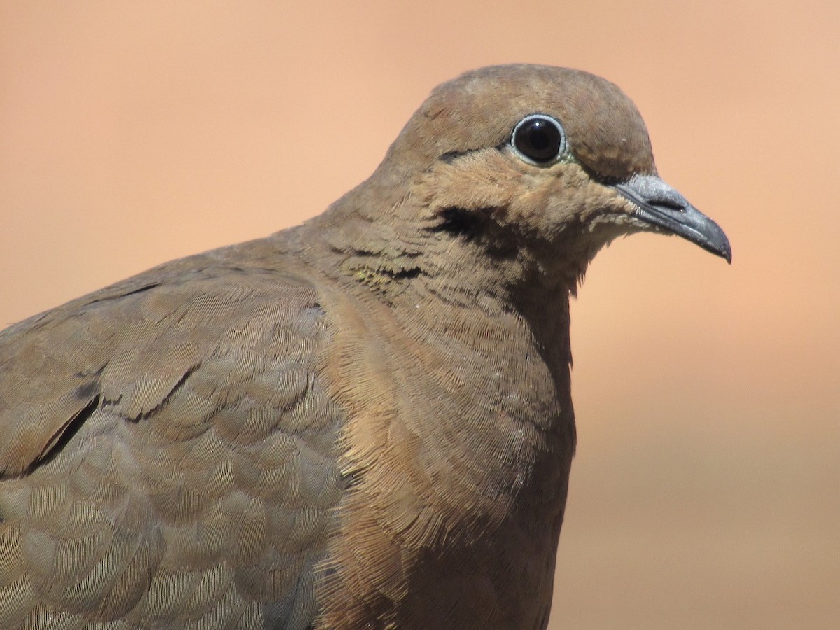 hrdlička černouchá - ML233795201