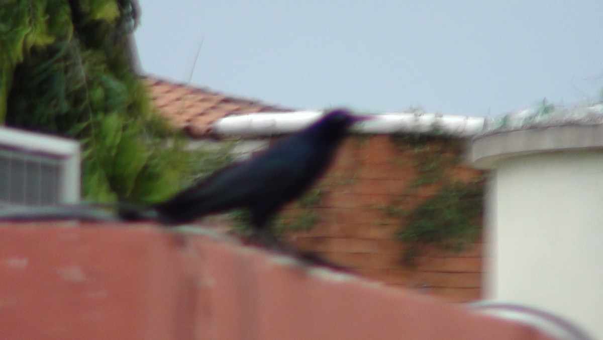 Great-tailed Grackle - Sergio Ivan Méndez Reyes