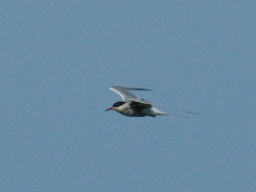 Common Tern - Bente Torvund