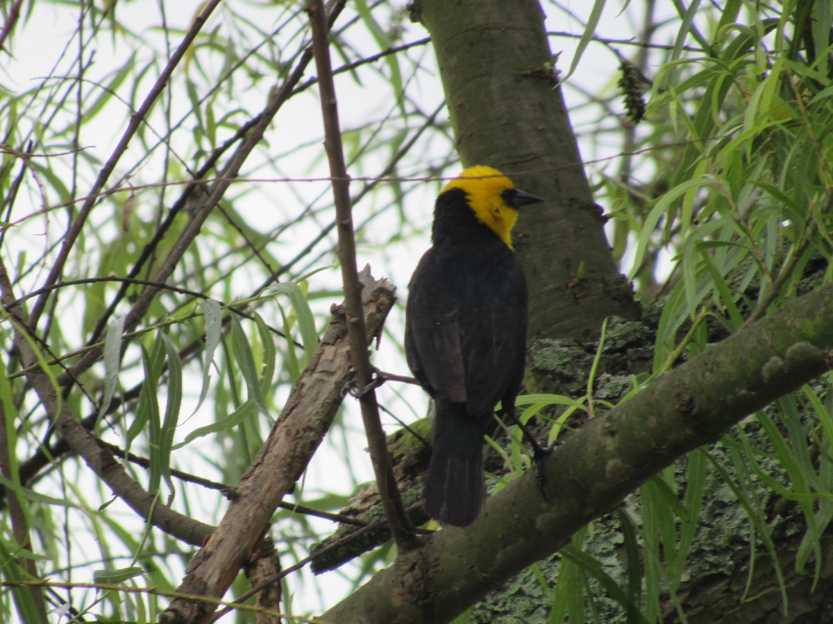 Yellow-hooded Blackbird - ML233795891