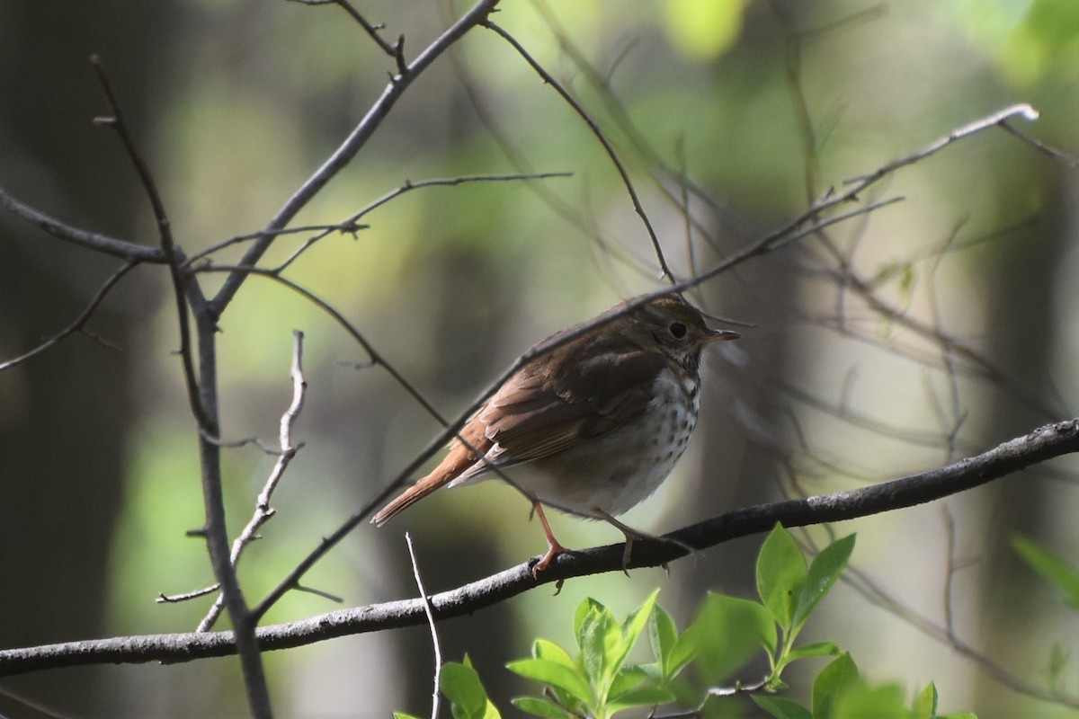 Hermit Thrush - ML233796161