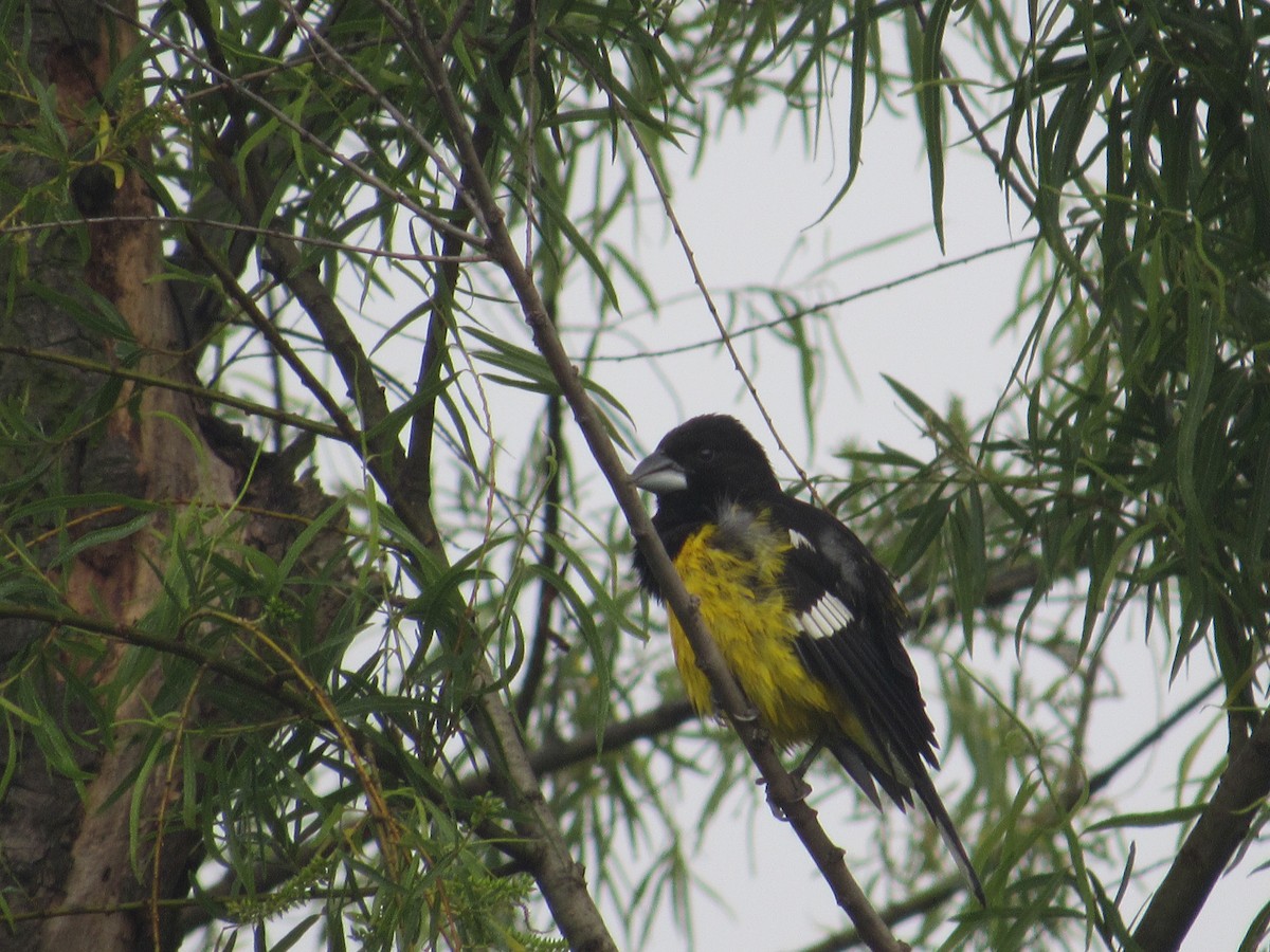 Black-backed Grosbeak - ML233797921