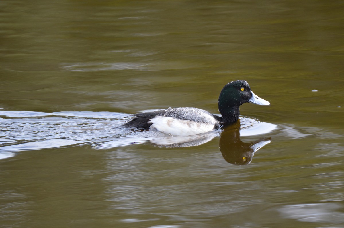 Greater Scaup - Sherri Brown