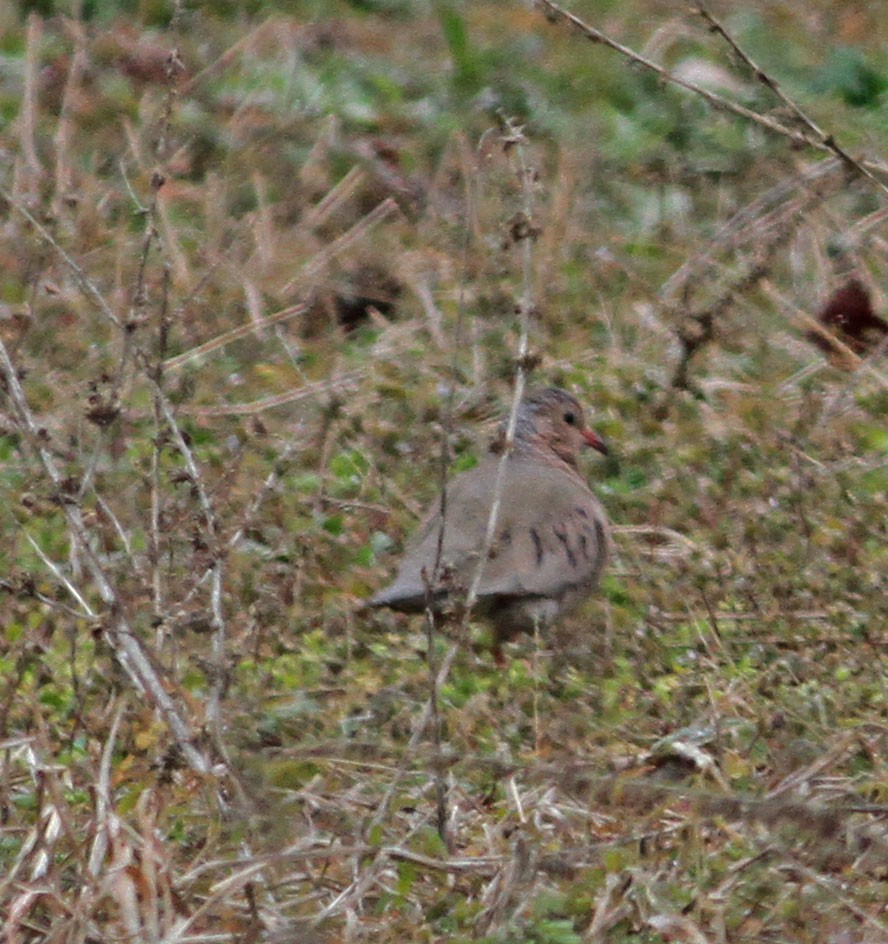 Common Ground Dove - Cindy Franklin