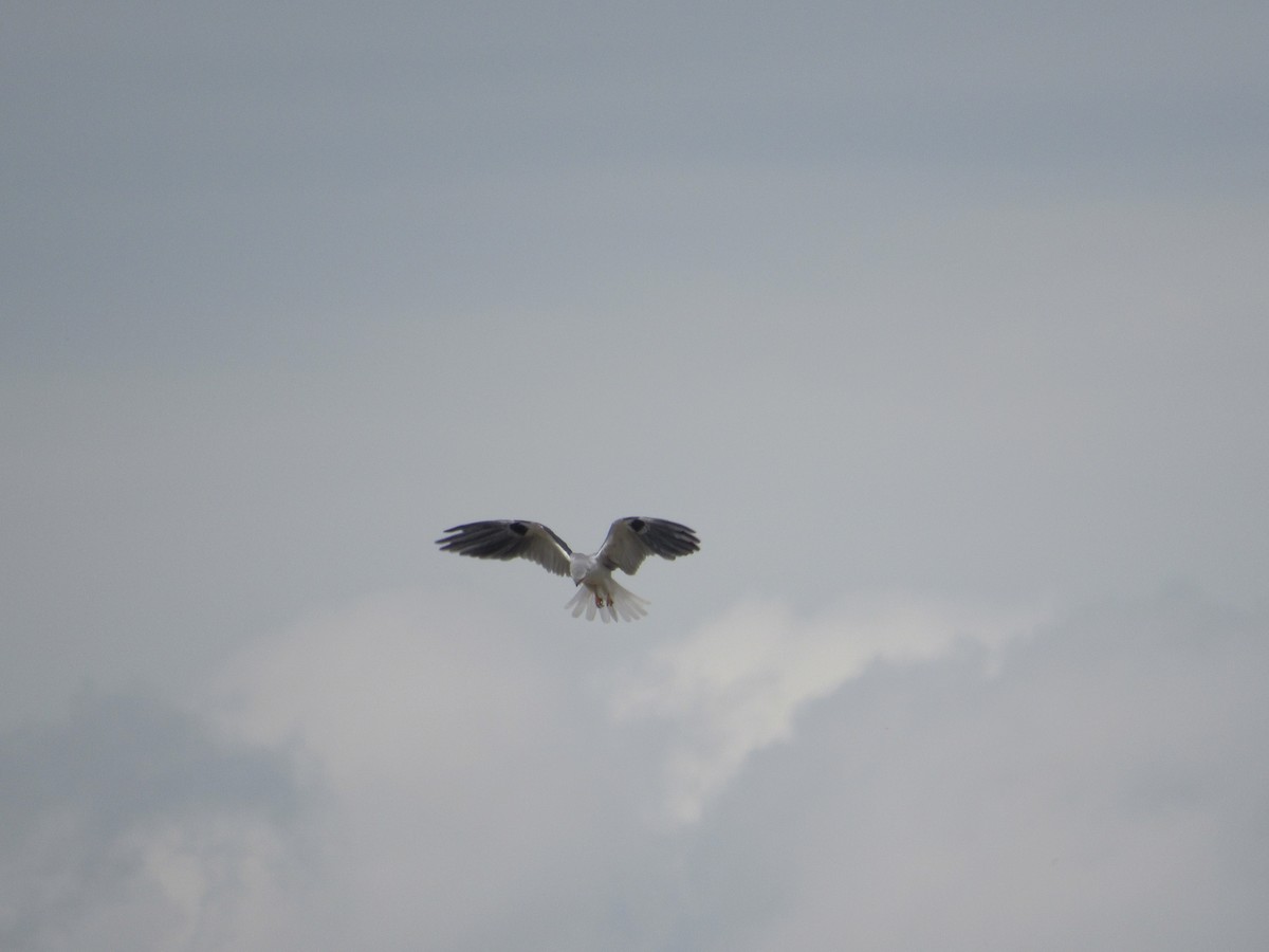 luněc americký - ML233800871