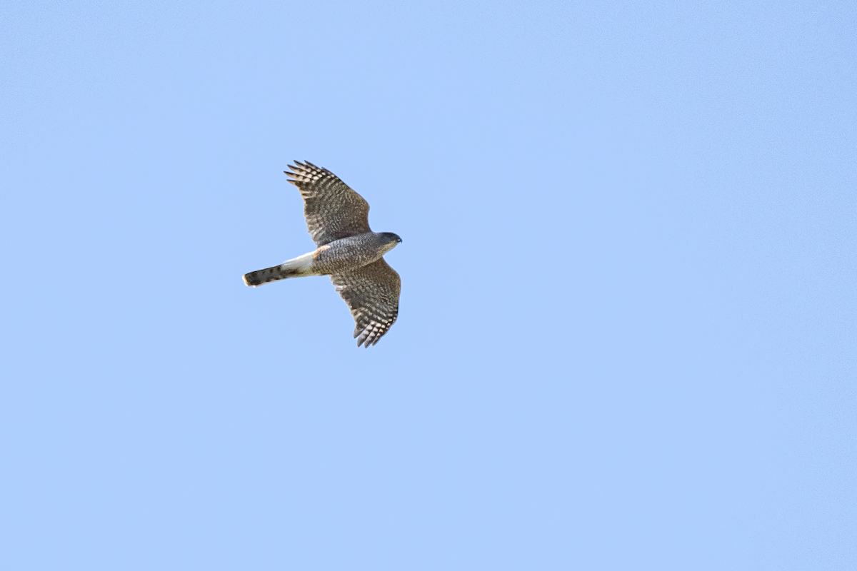 Cooper's Hawk - ML233801291