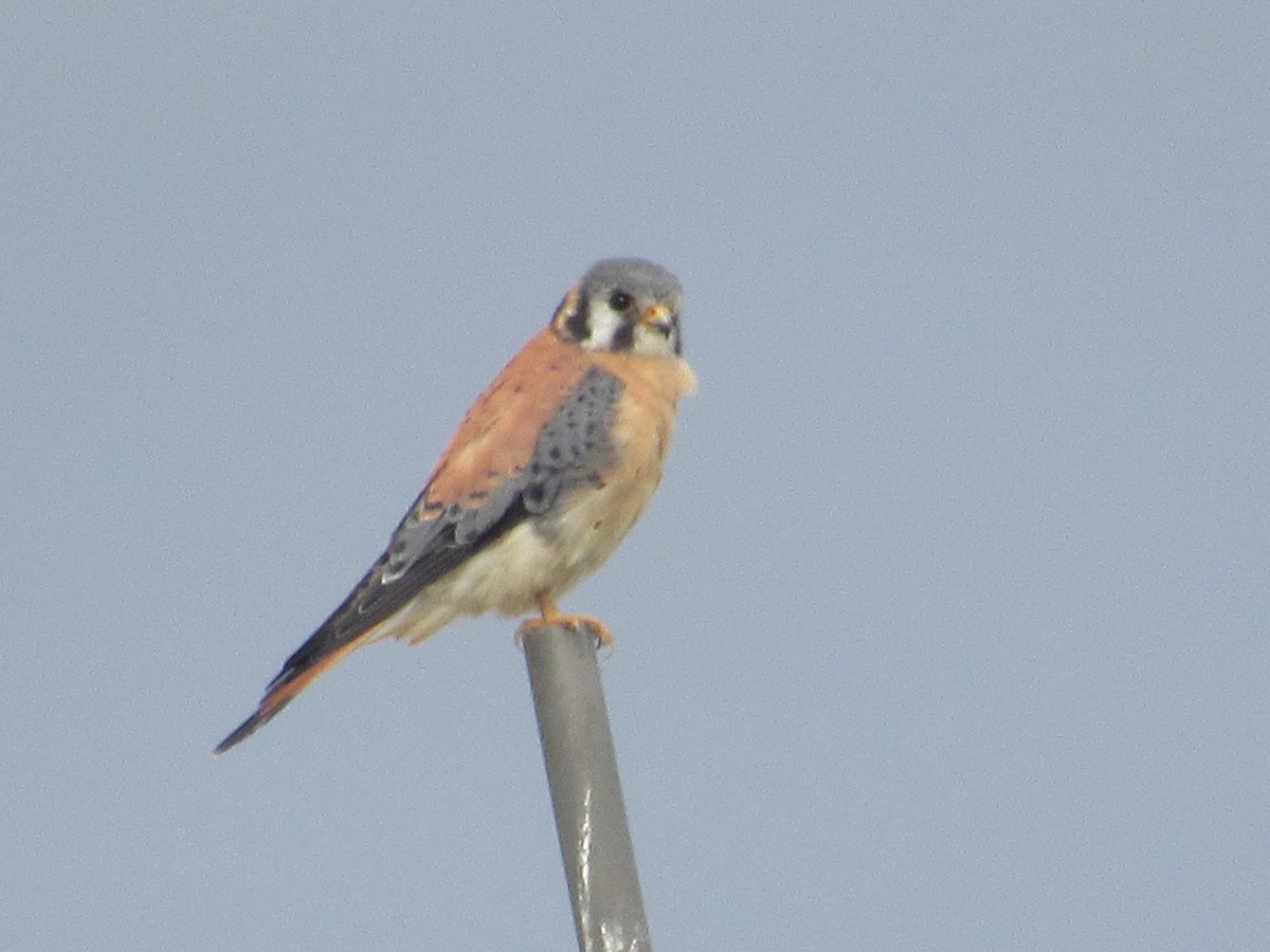 poštolka pestrá - ML233802161