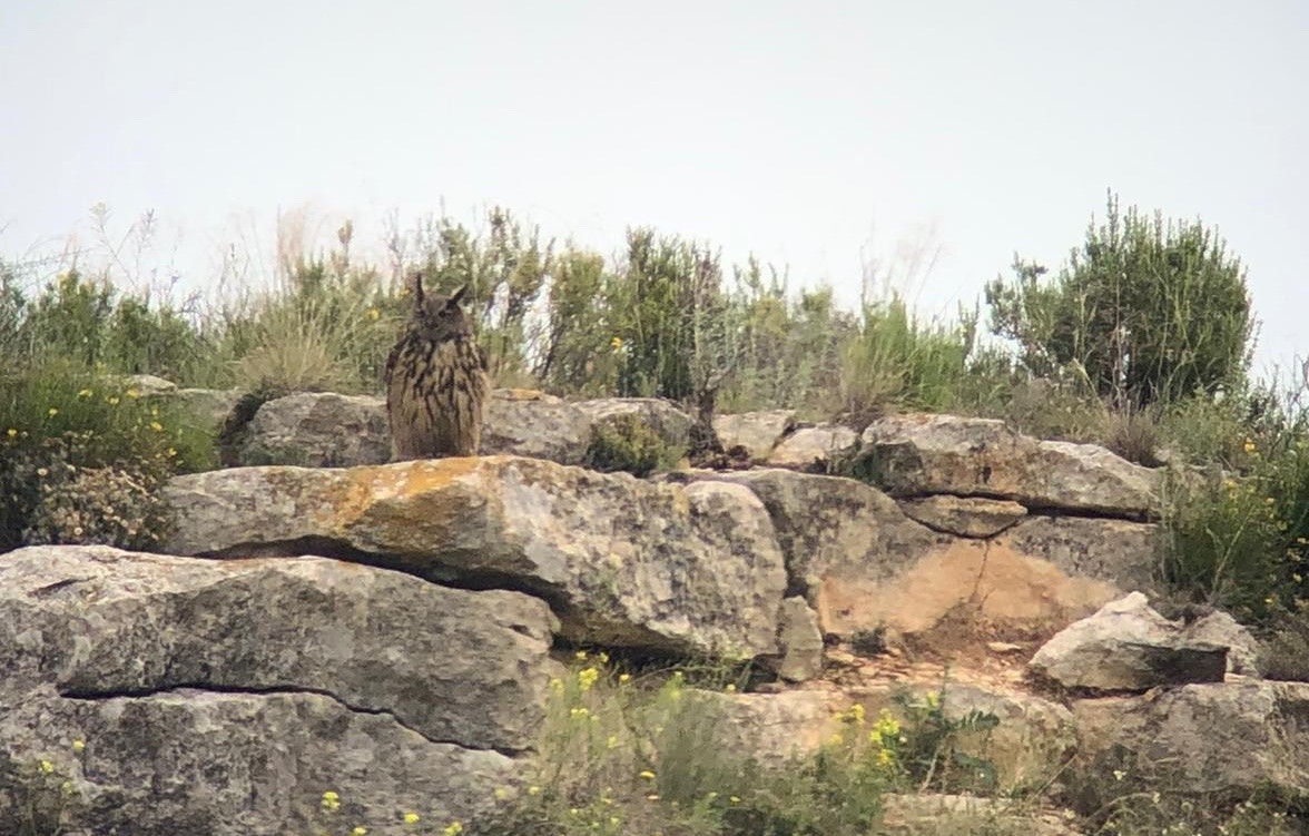 Eurasian Eagle-Owl - ML233802831
