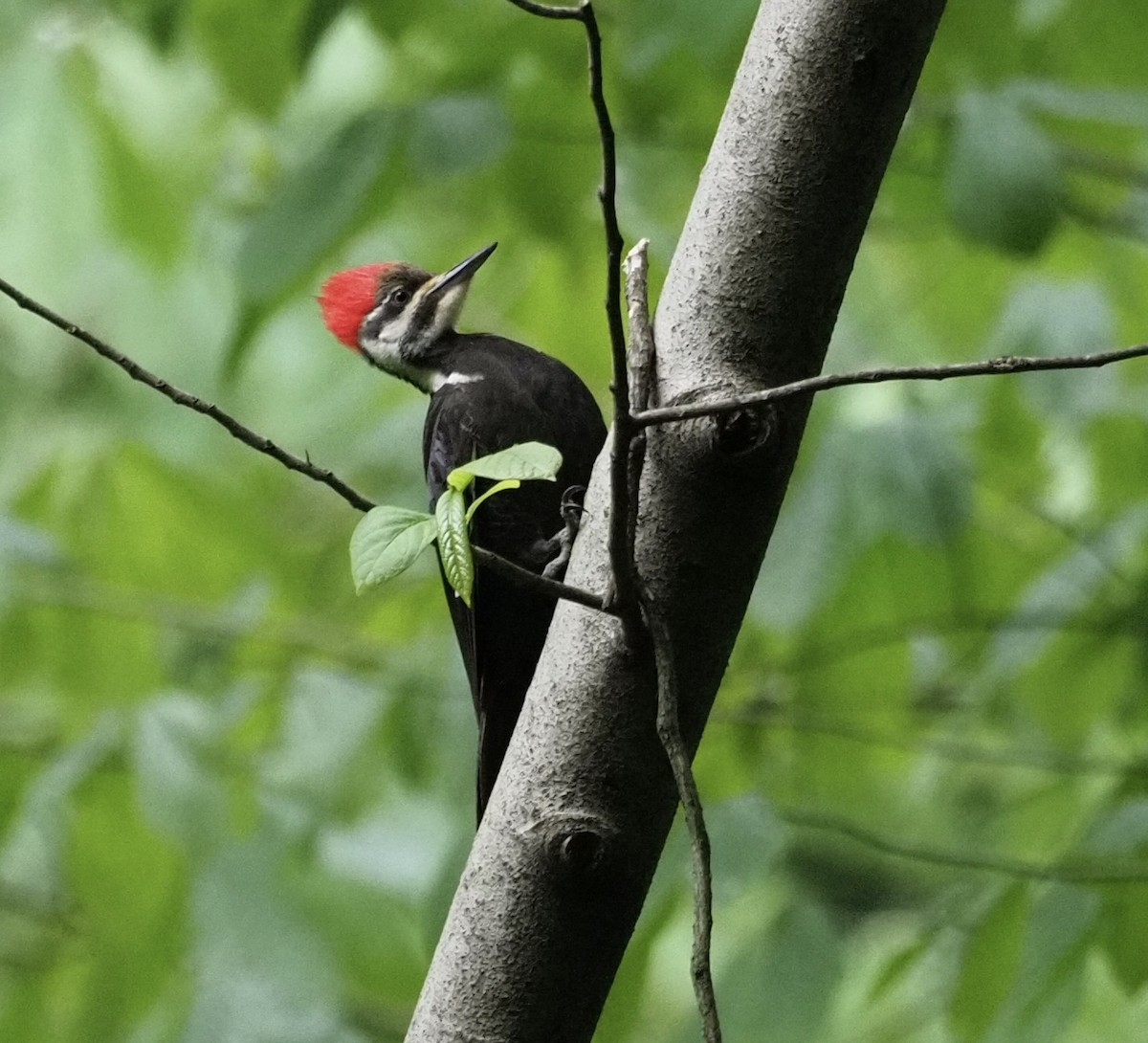 Pileated Woodpecker - Bob Foehring