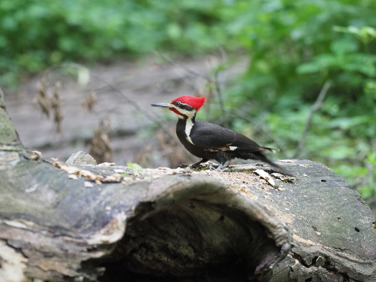 Pileated Woodpecker - Bob Foehring