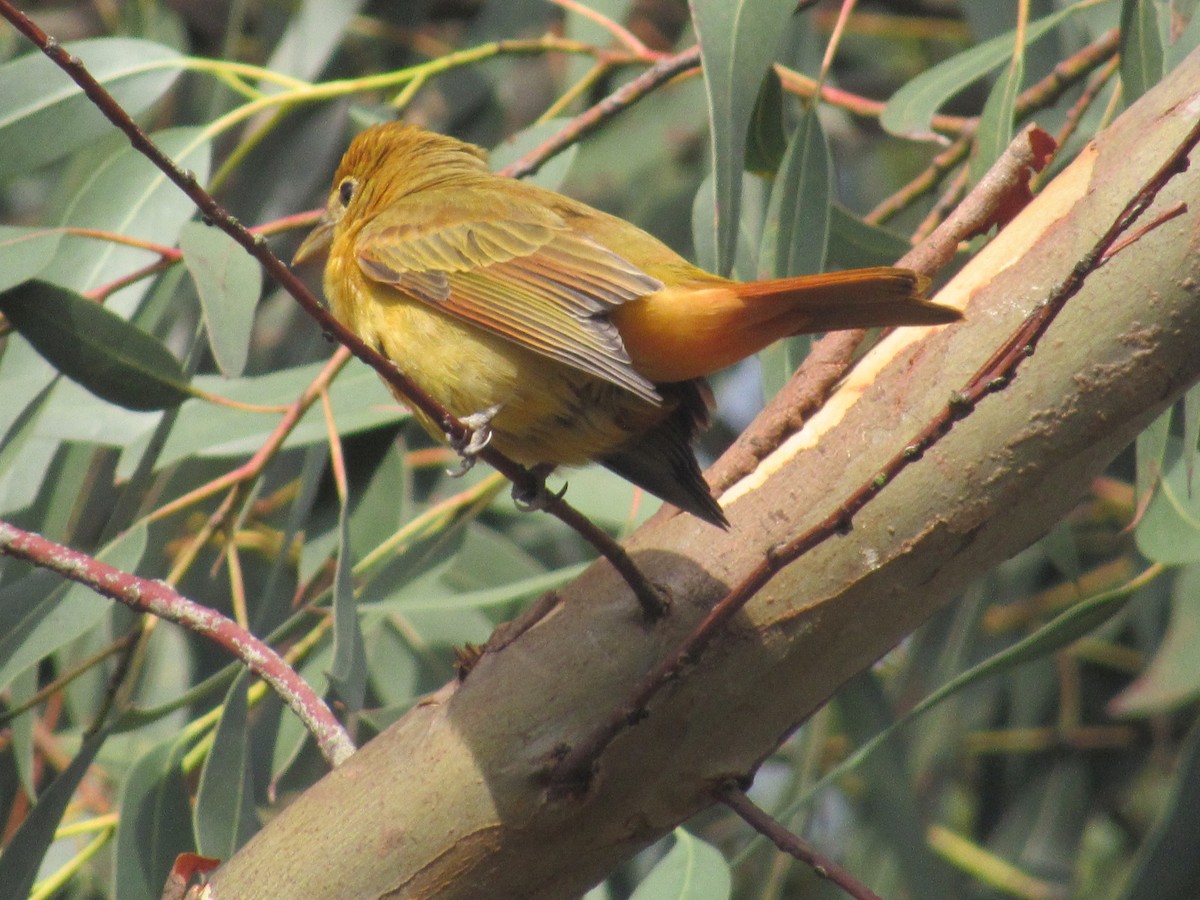 piranga ohnivá - ML233803621