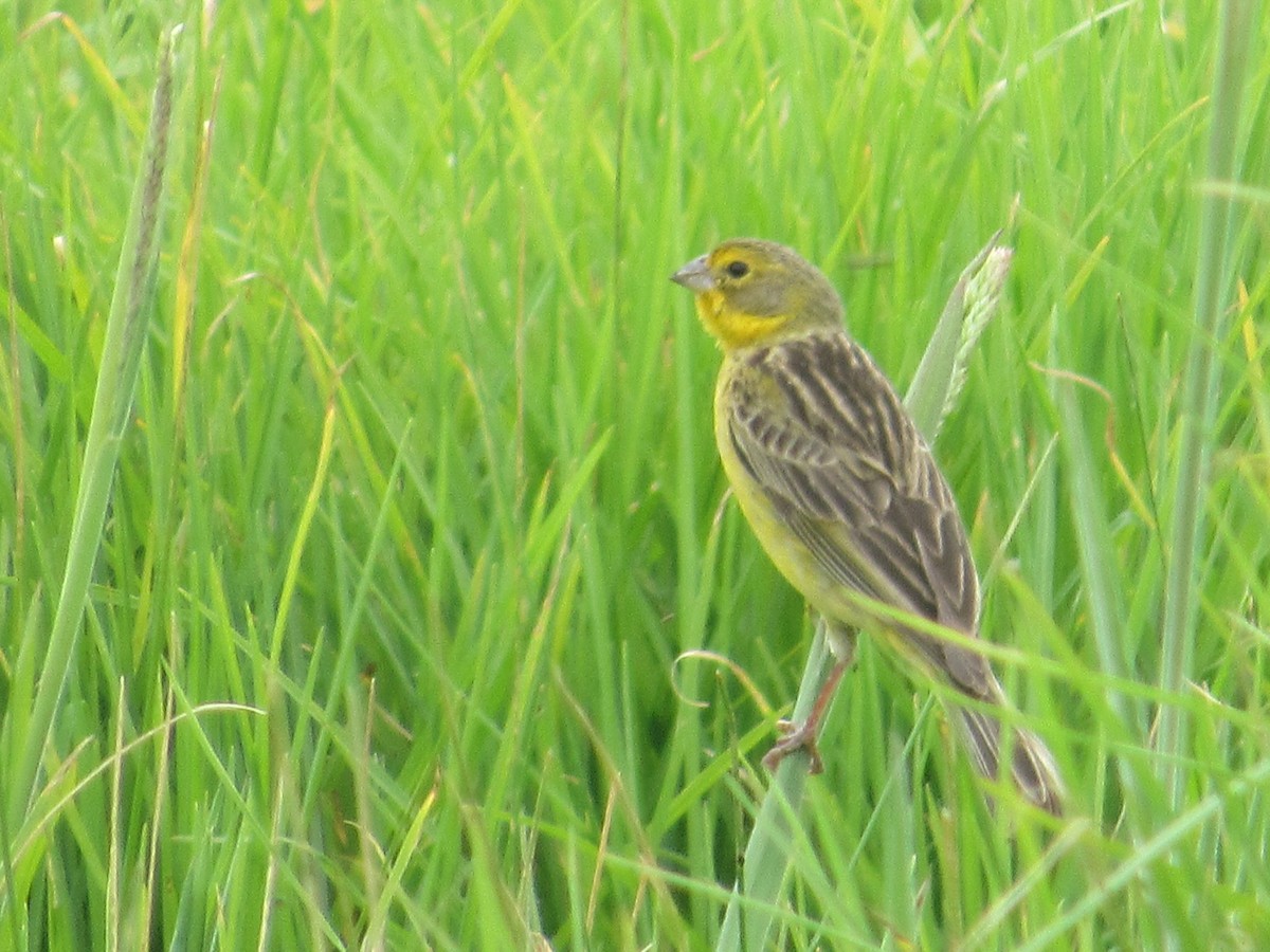 Grassland Yellow-Finch - ML233803751