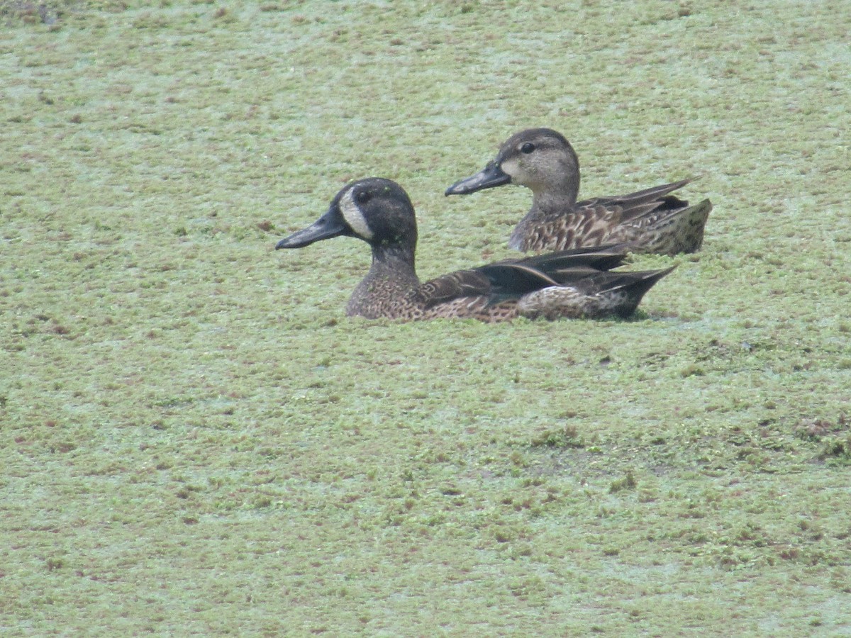 čírka modrokřídlá - ML233805151