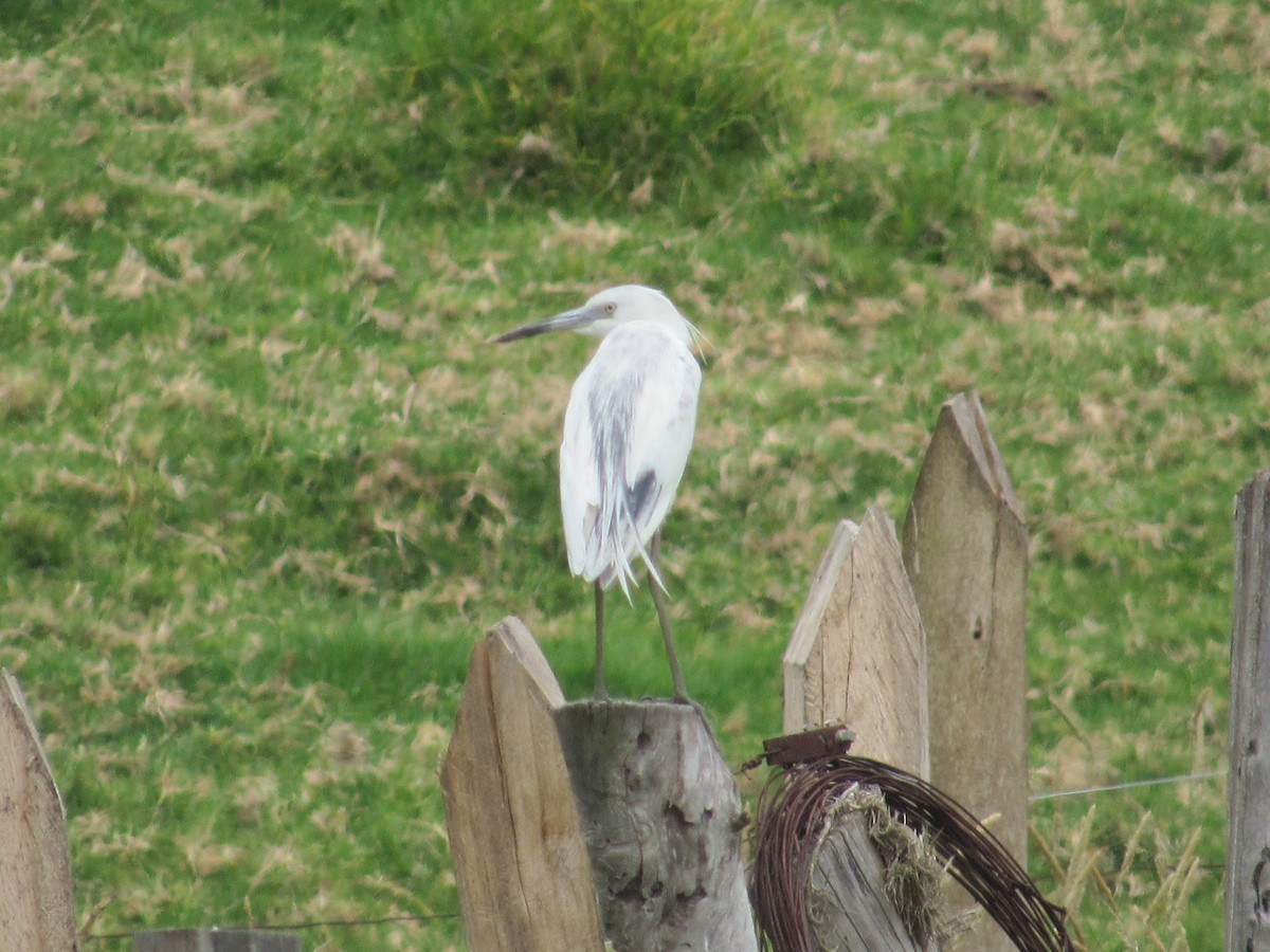 volavka modrošedá - ML233806431