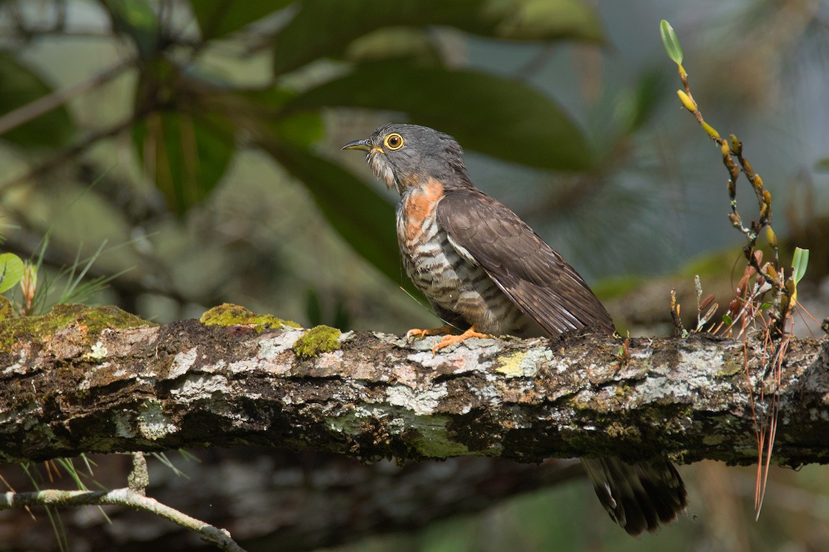 Dark Hawk-Cuckoo - ML233807571