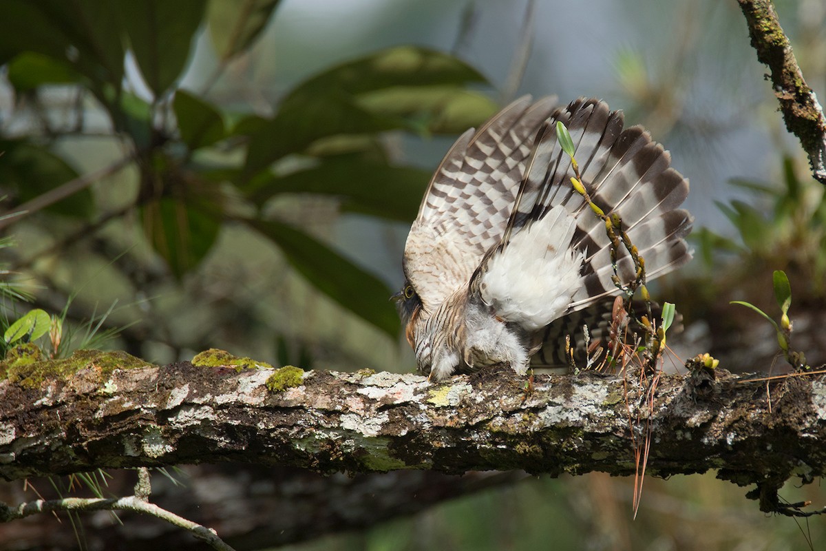 Dark Hawk-Cuckoo - ML233807591