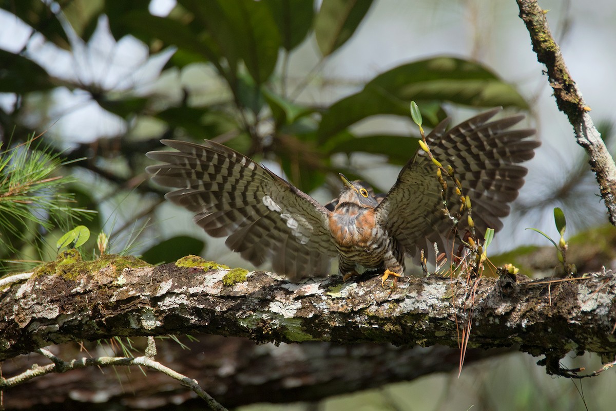 Dark Hawk-Cuckoo - ML233807601