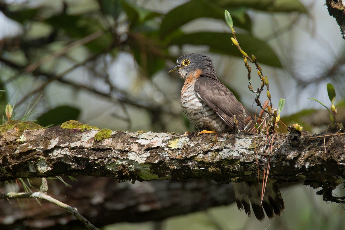 Dark Hawk-Cuckoo - ML233807611